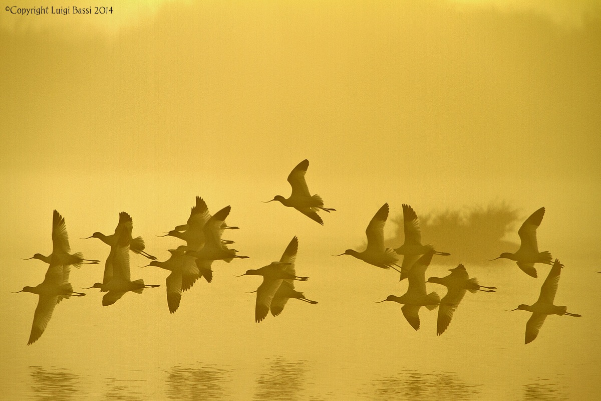 Avocets in Fog and Sun...