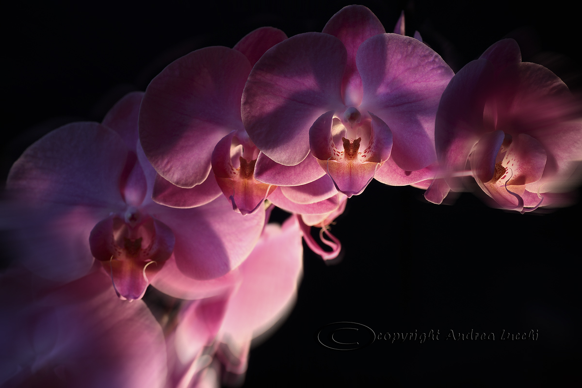 phalaenopsis- luci ed ombre...