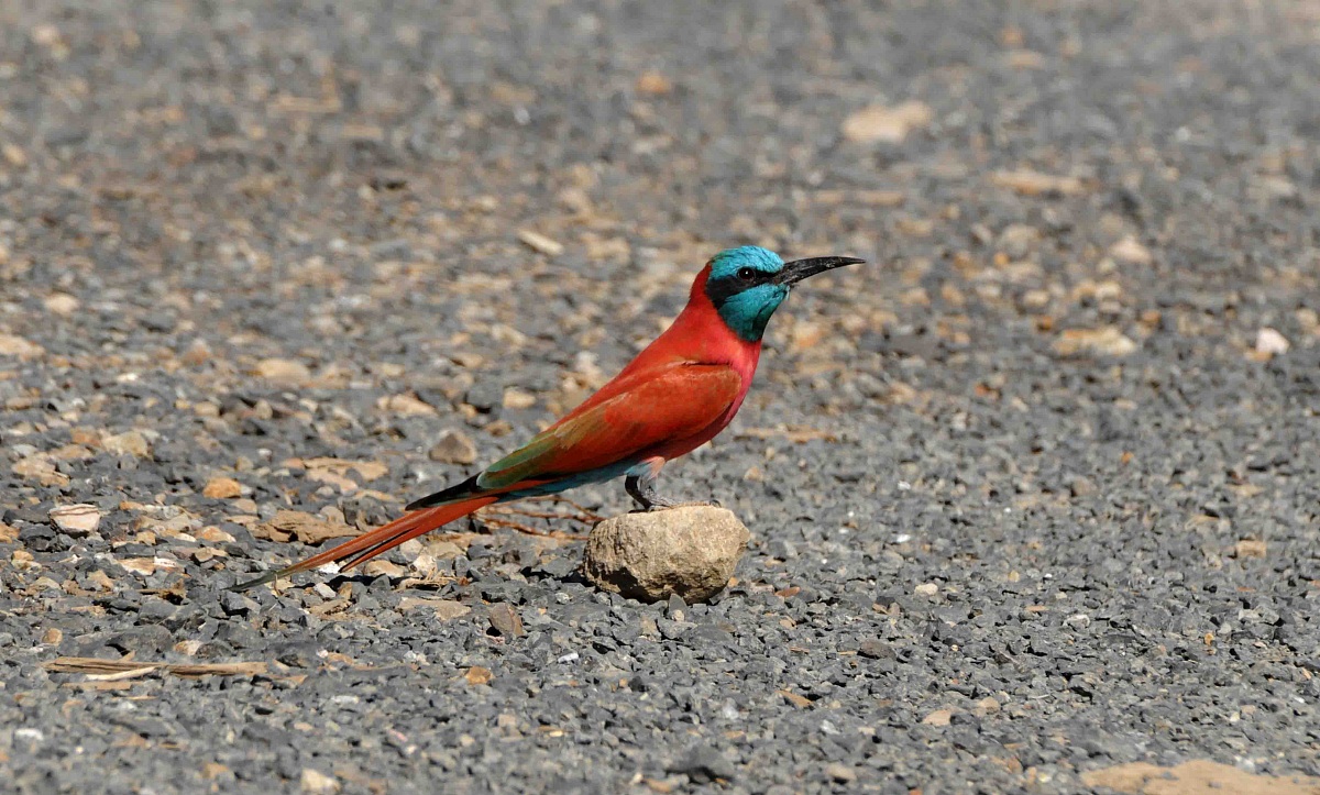 Northern Carmine Bee-eater - Beles - Ethiopia...