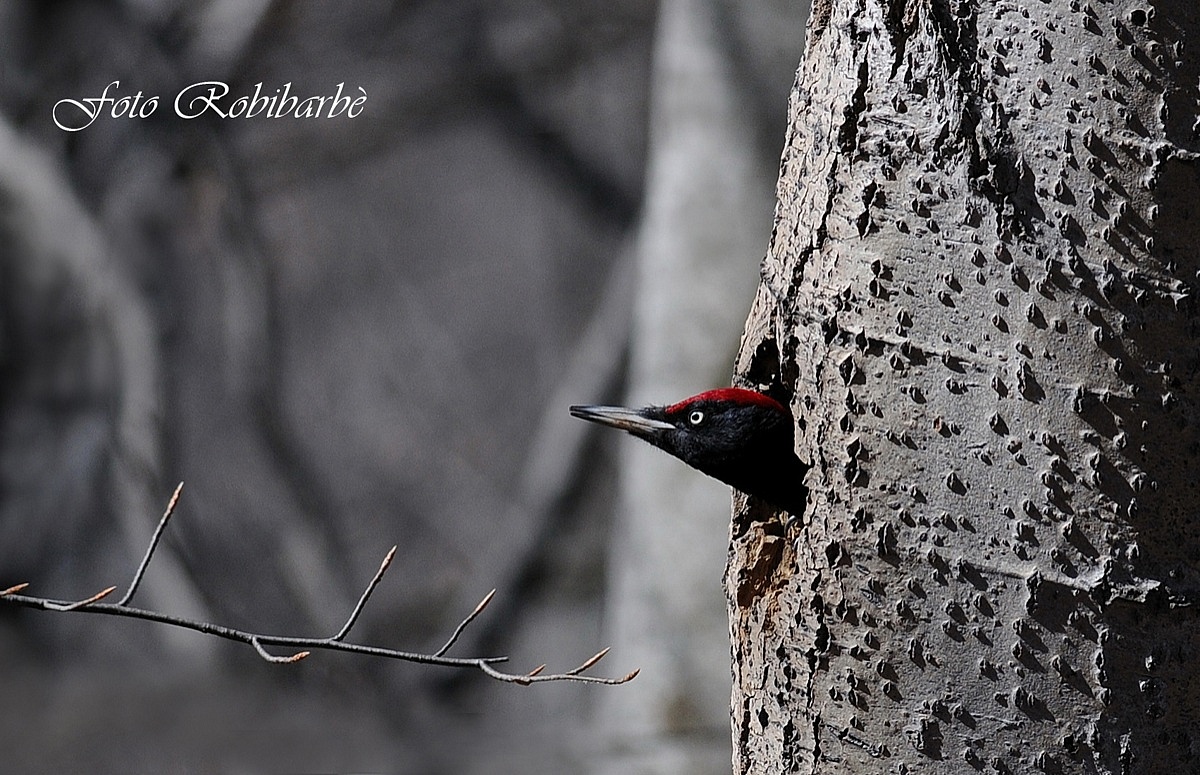 Black Woodpecker ........