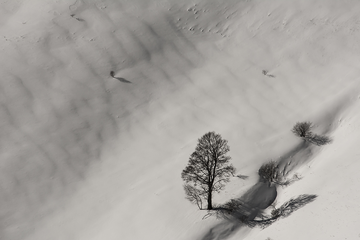 Alberi...