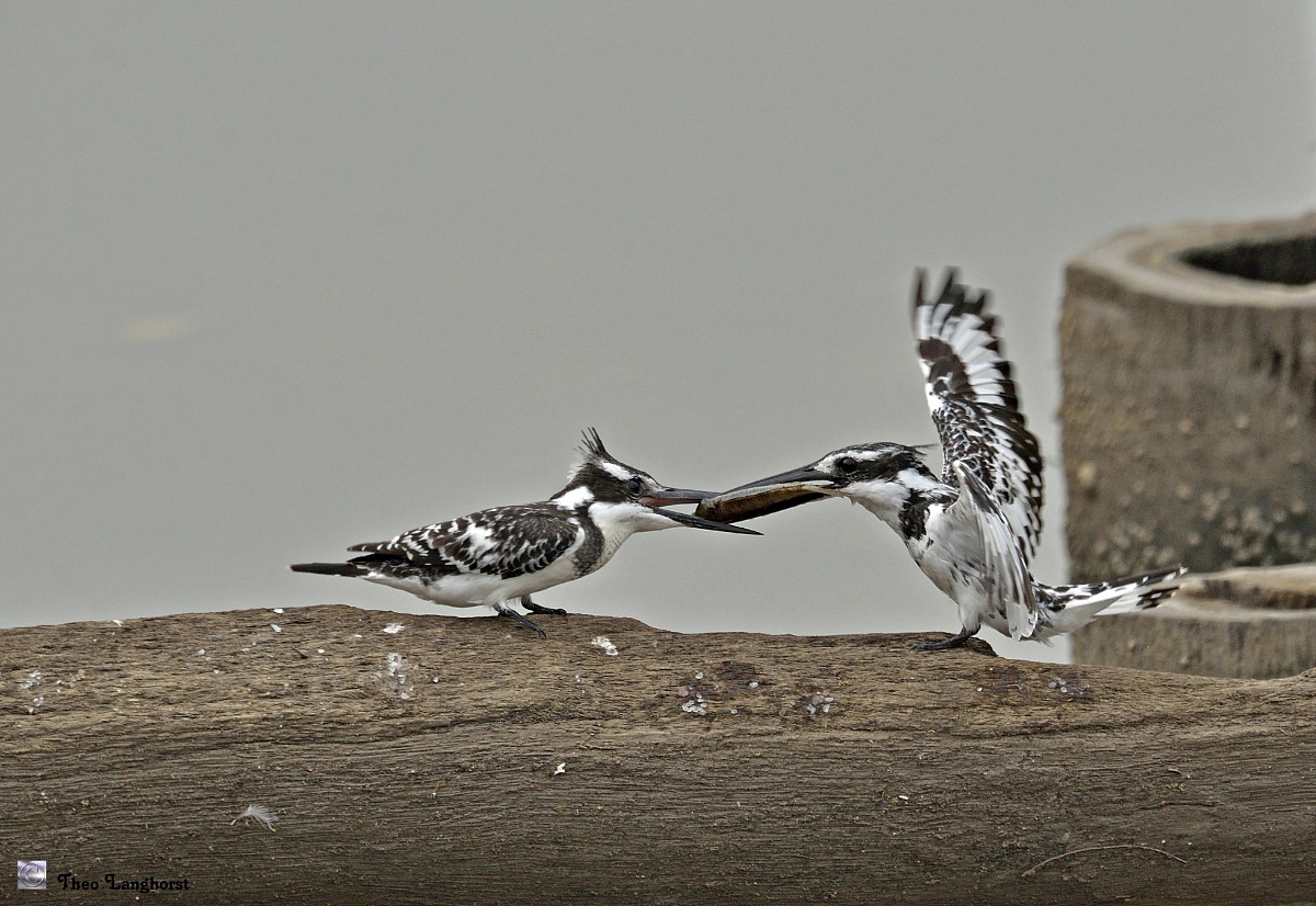 Trasferimento Pesce (Pied Kingfisher, Bonte IJsvogel)...