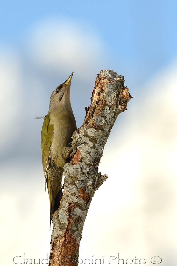 Grey-headed Woodpecker female...