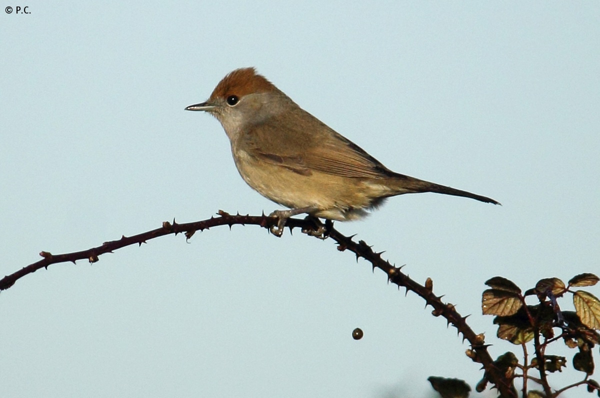 blackcap f_con remember...