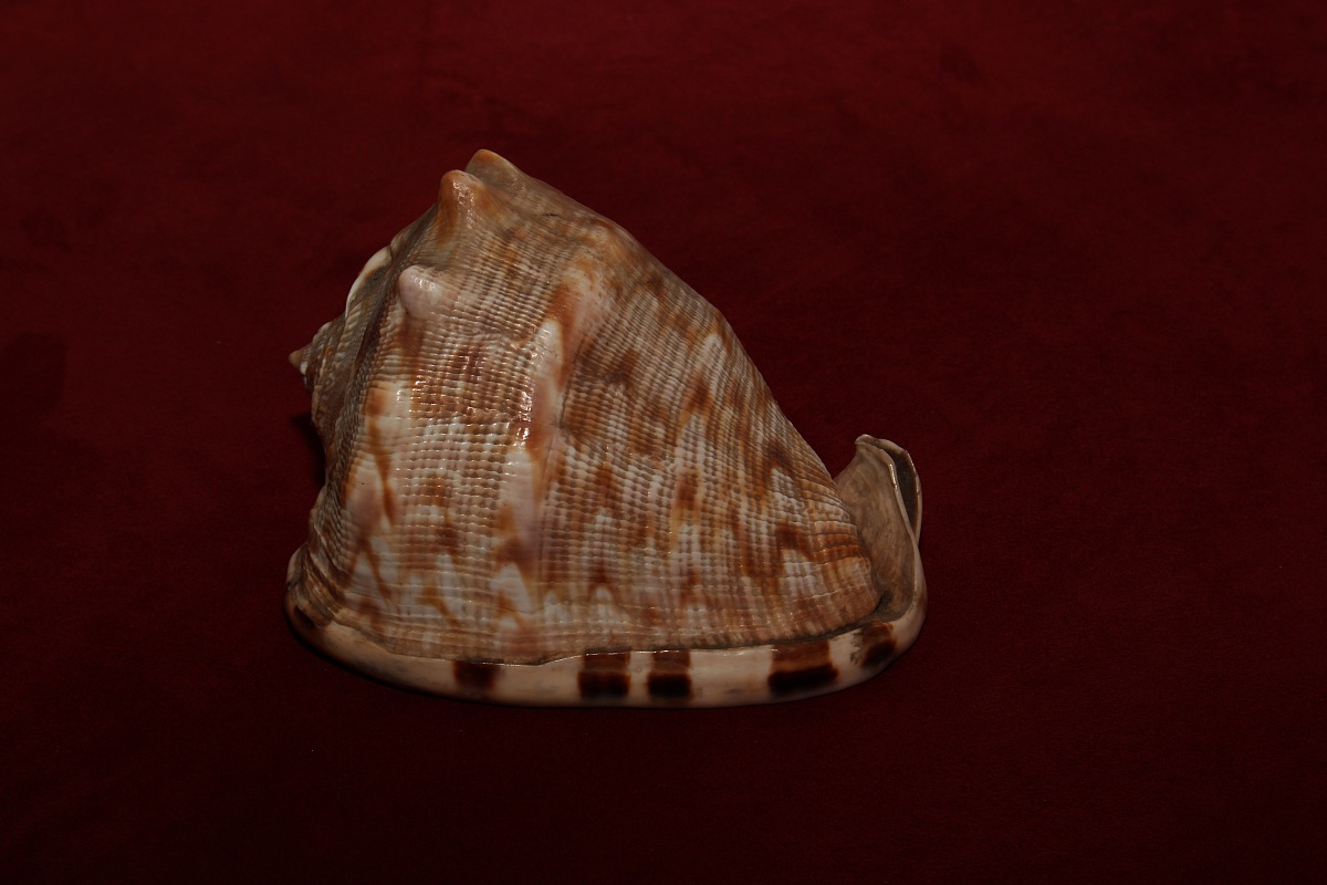 the shell...