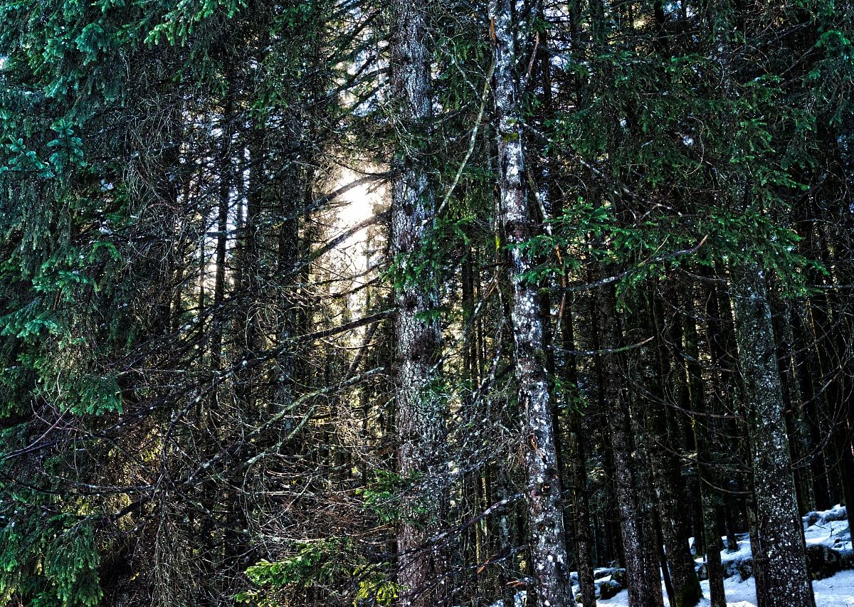 Snow-Trees-Sun H...