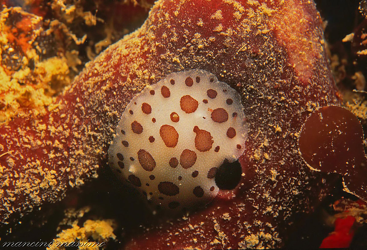 vacchetta di mare sopra una spugna...