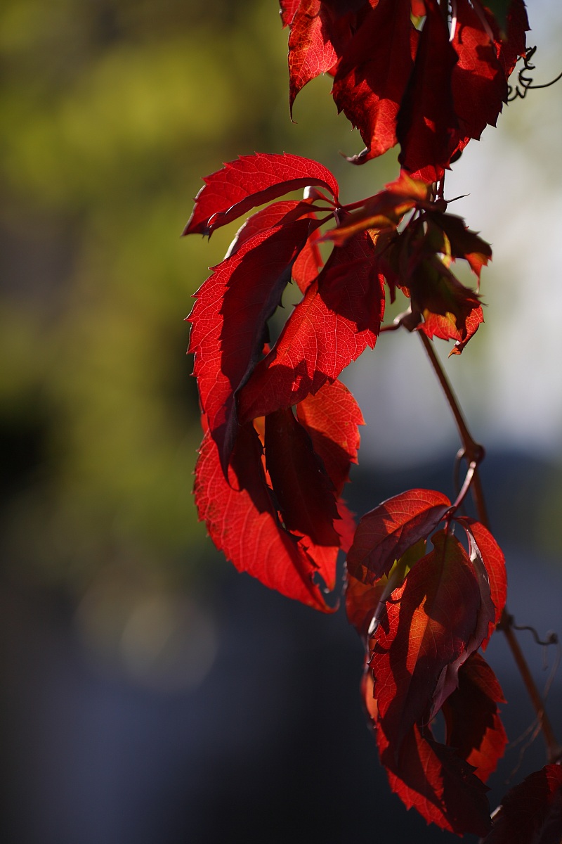 Colori d'autunno...