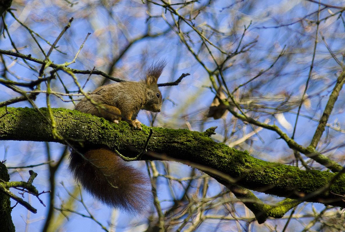 brown squirrel...