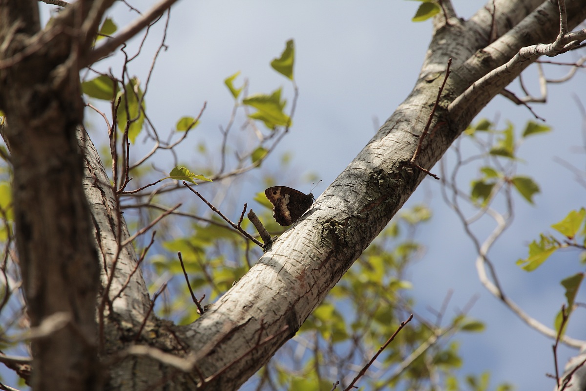 Butterfly...