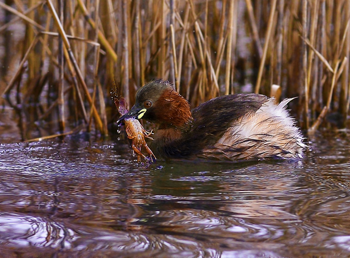 Little Grebe with shrimp...