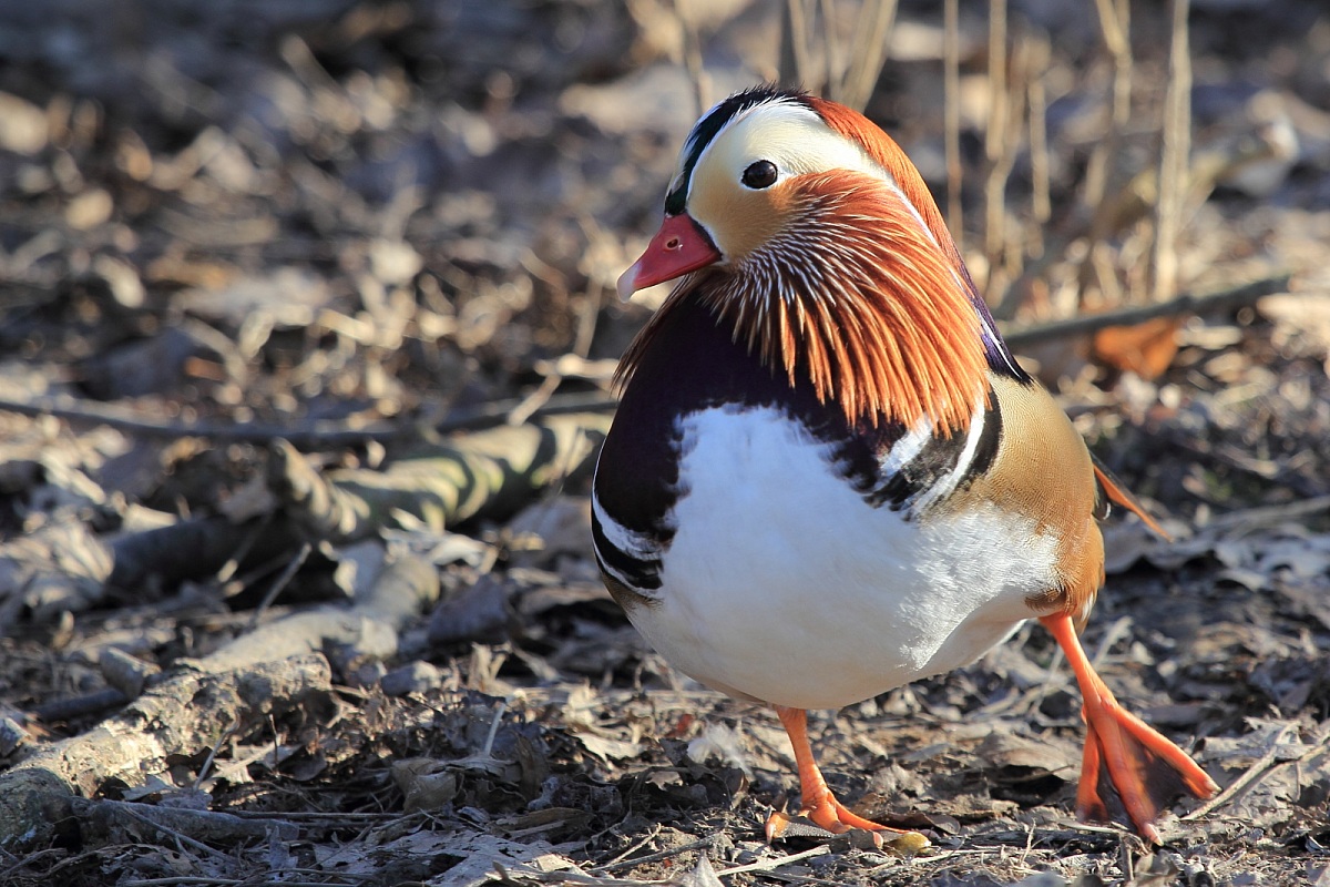 mandarin duck...