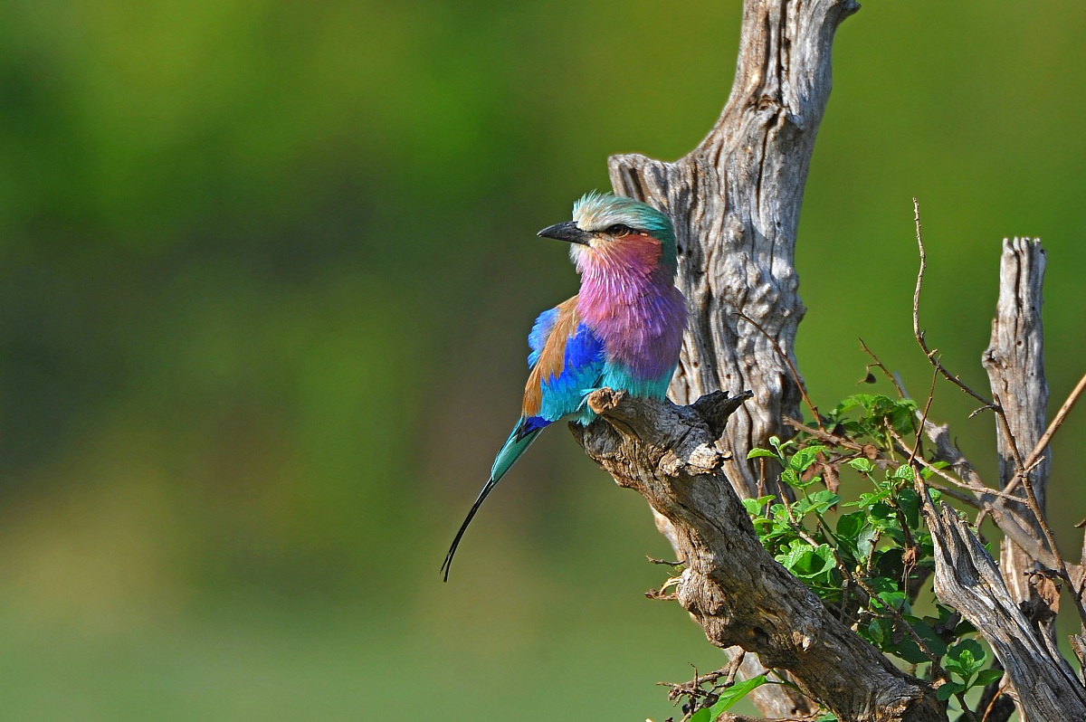 Lilac-breasted Roller in the sun...