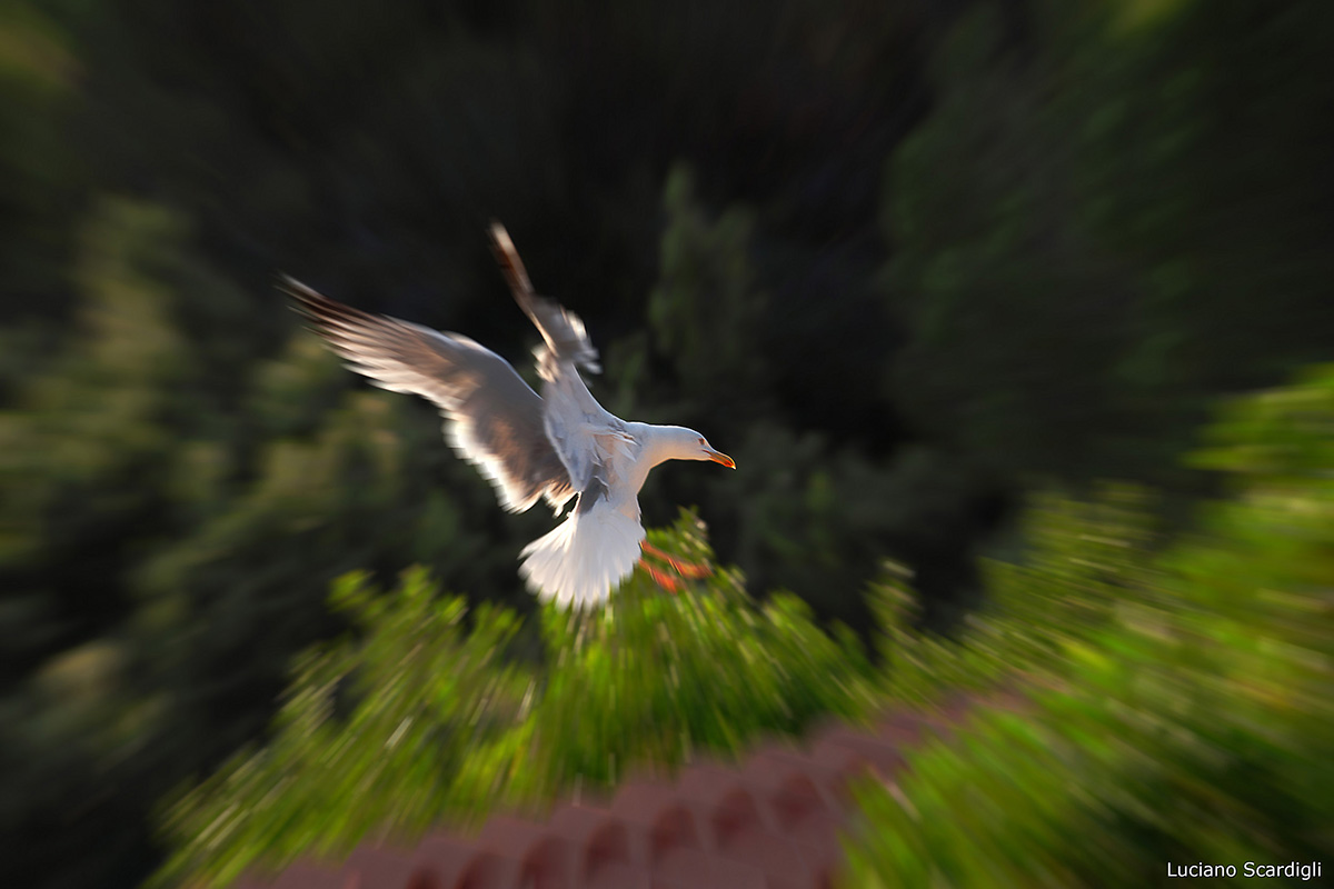 Gull, mg_10698, Landing...