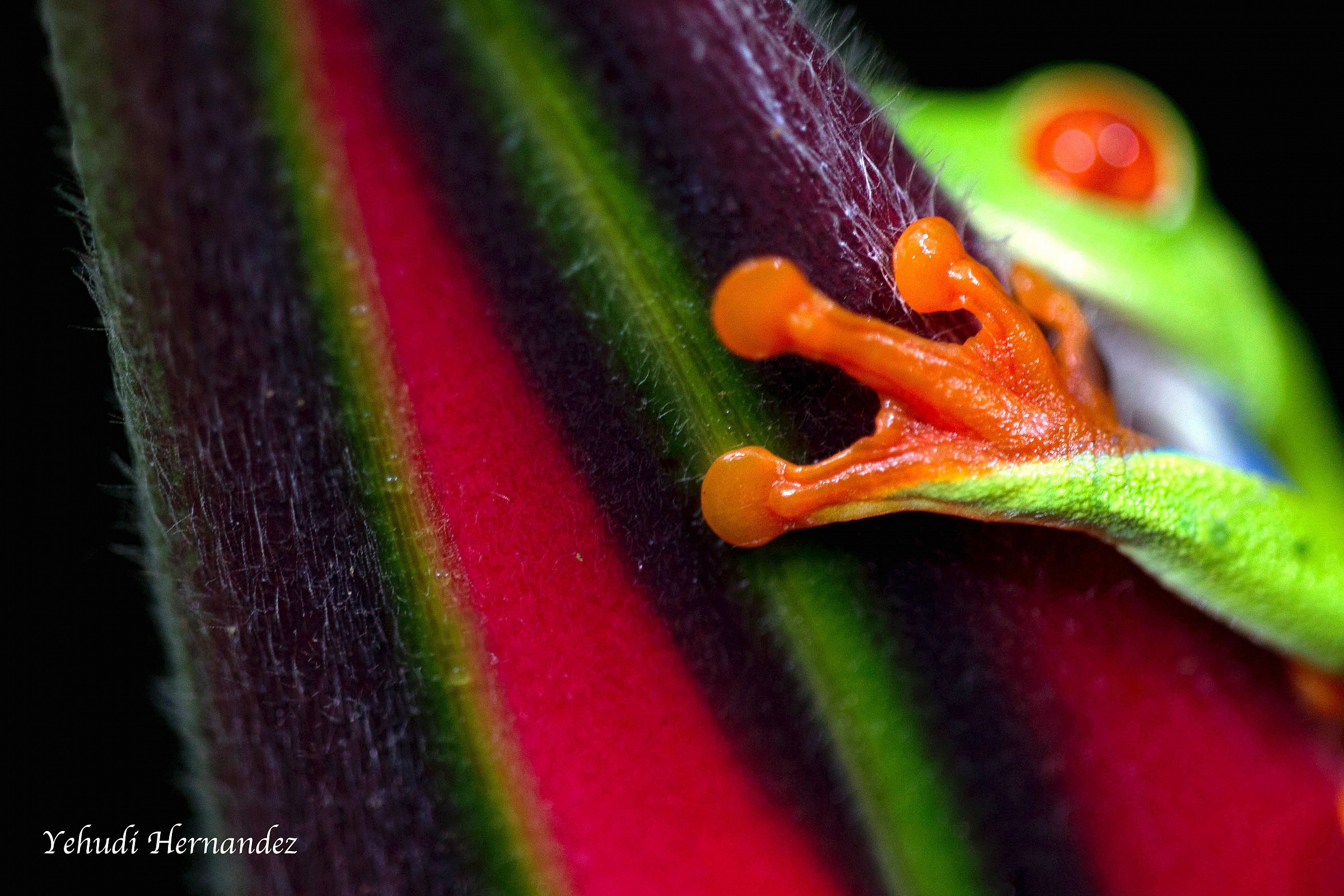 Tree frog and Heliconia...