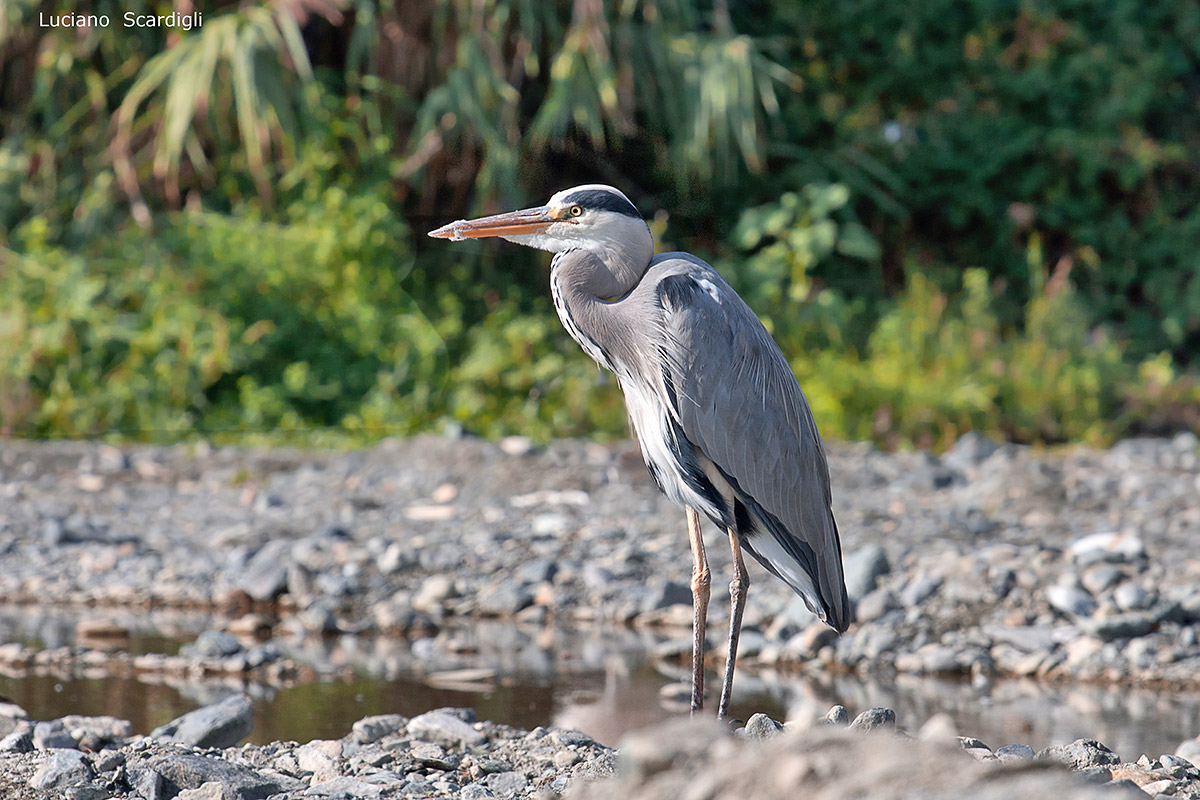 Grey Heron, MG_11619...