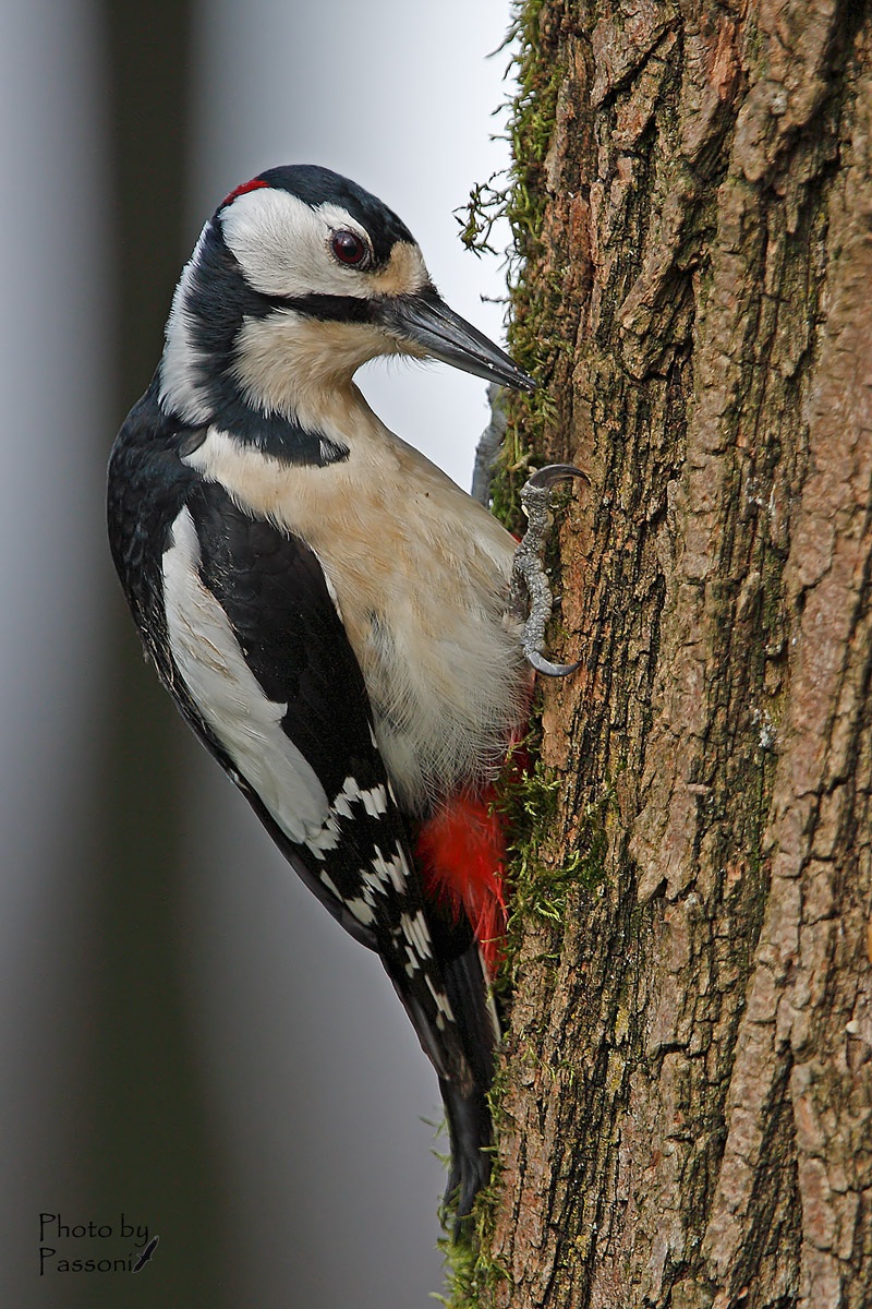 Great Spotted Woodpecker!...