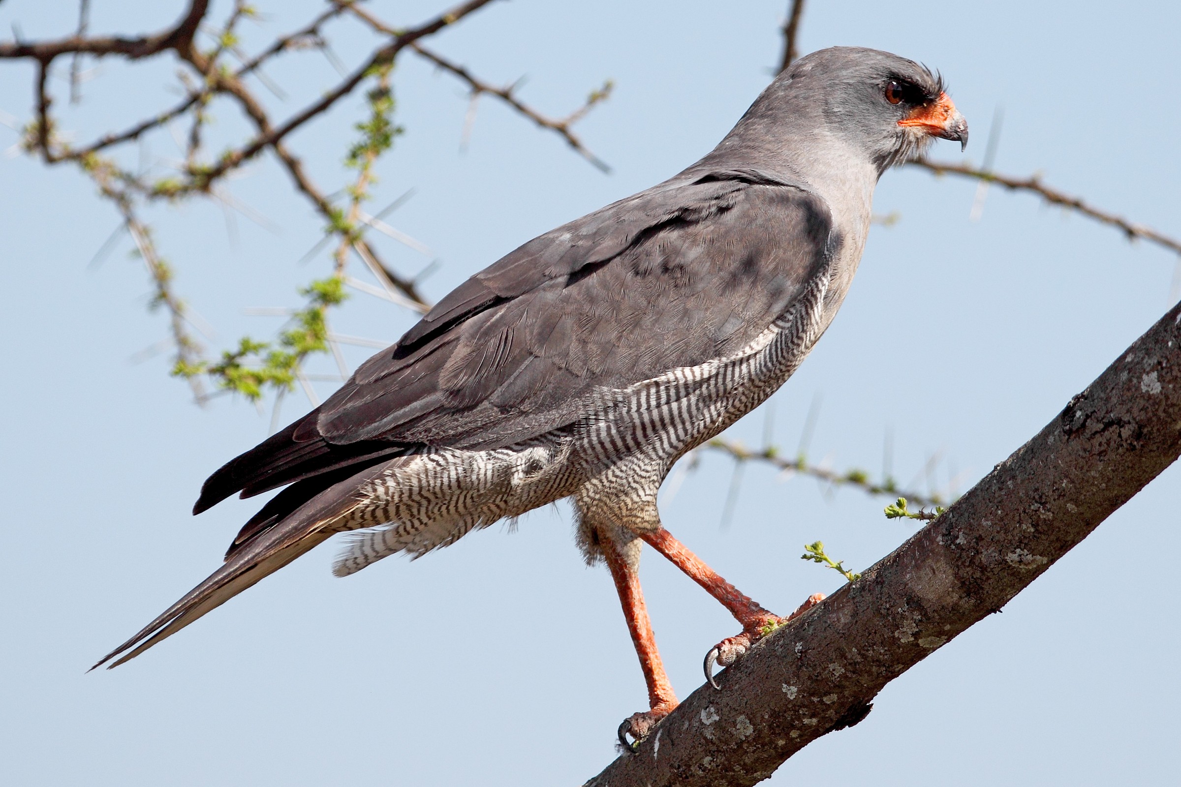 Dark Chanting Goshawk...