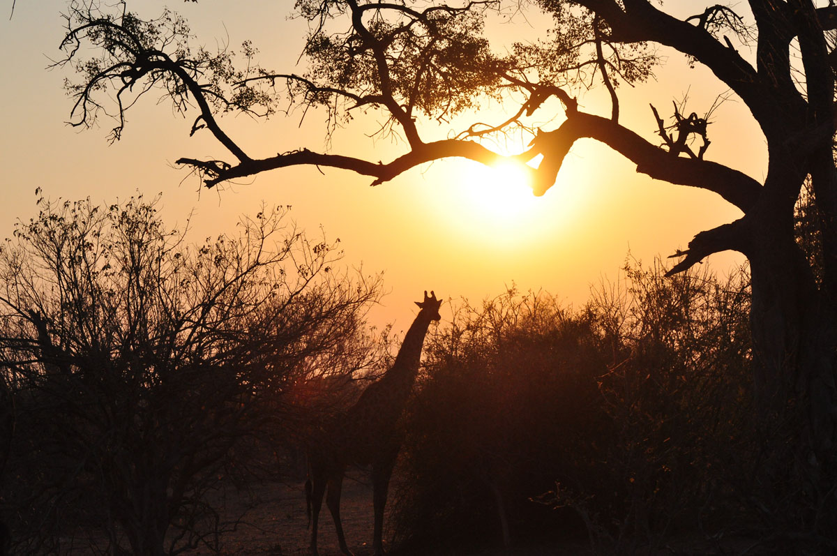 Silhouette di giraffa all'alba......
