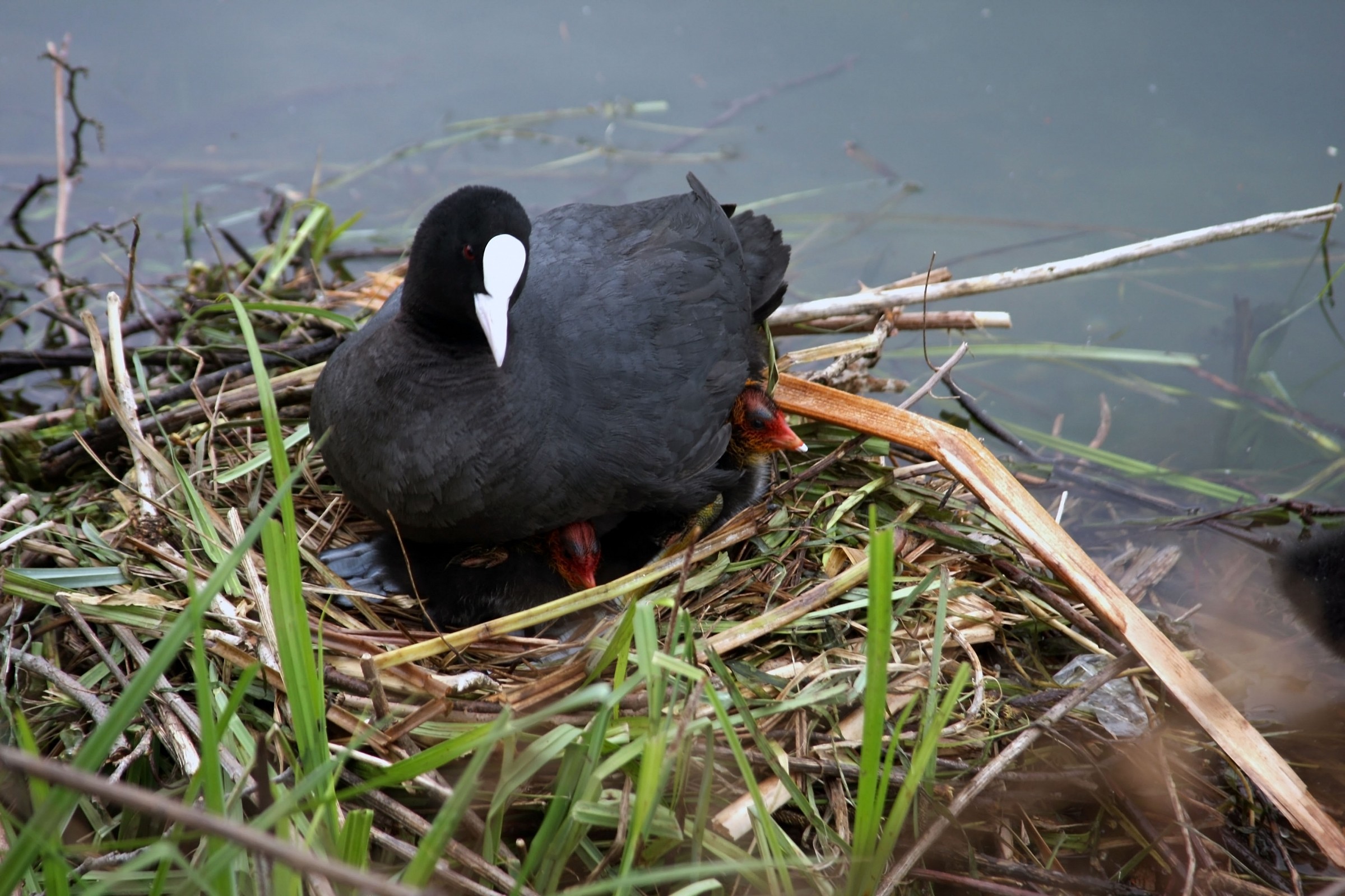 Coot in the nest with her babies...