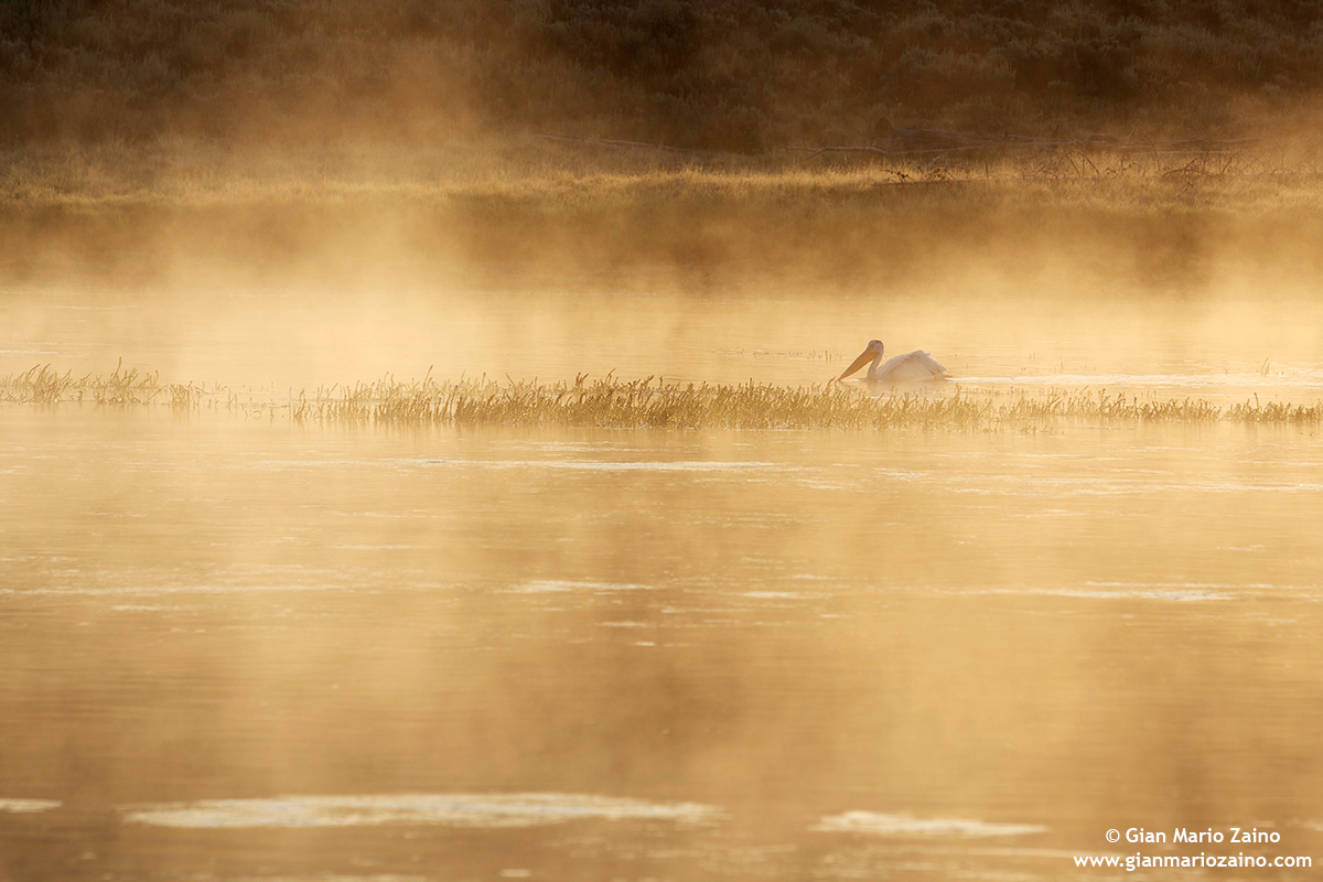 ...nell'alba dorata di Yellowstone...02...