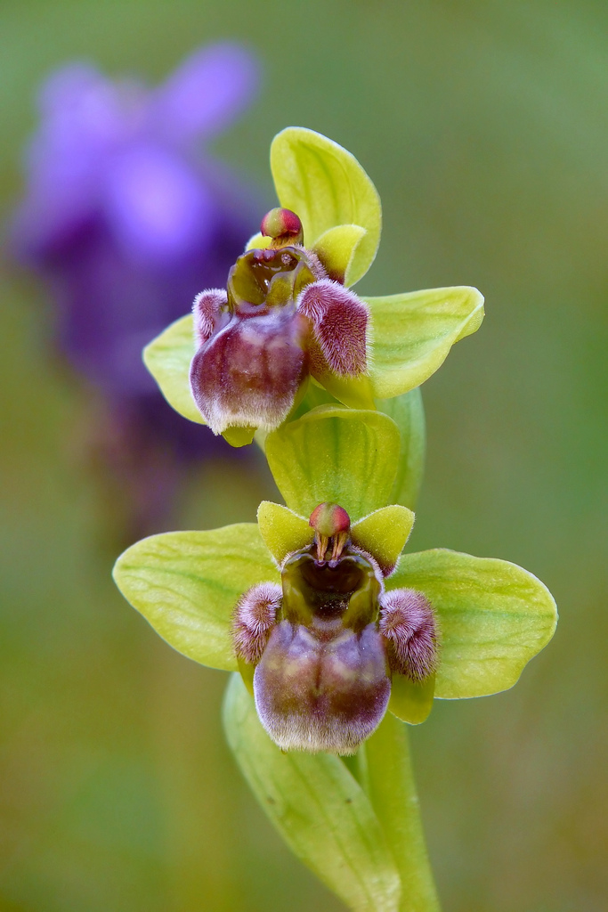 Ophrys bombyliflora...