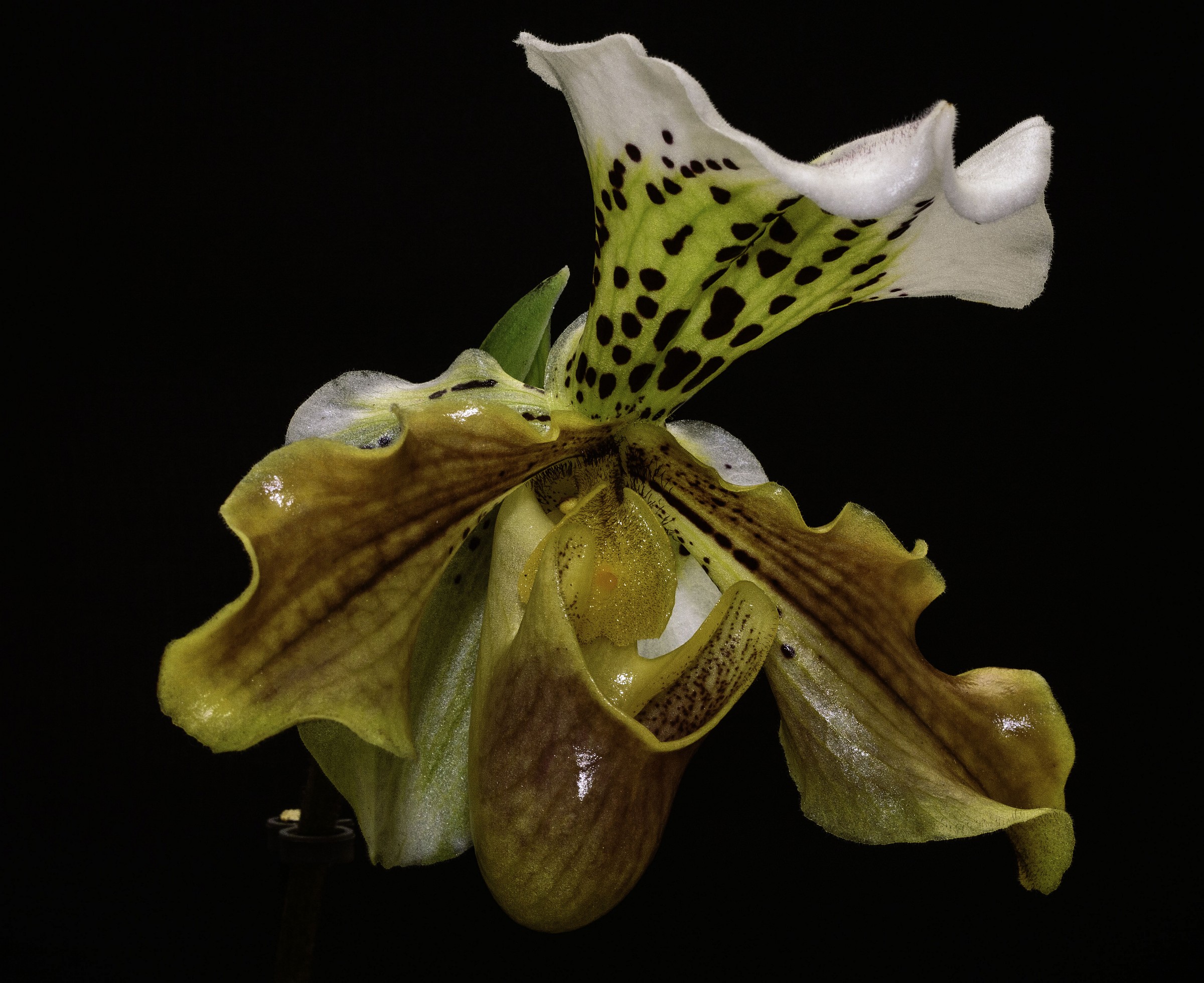 Paphiopedilum...