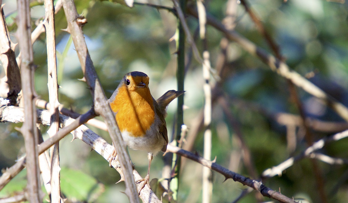 Robin...