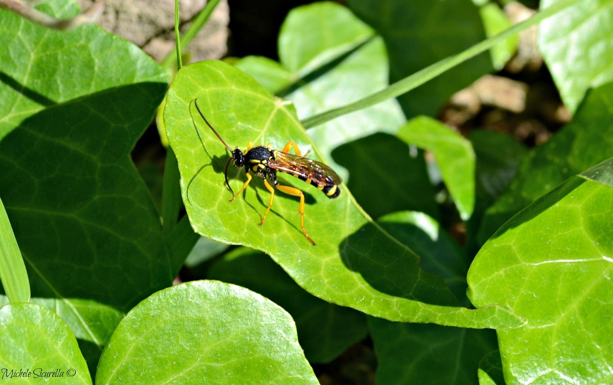 Wasp on leaf...