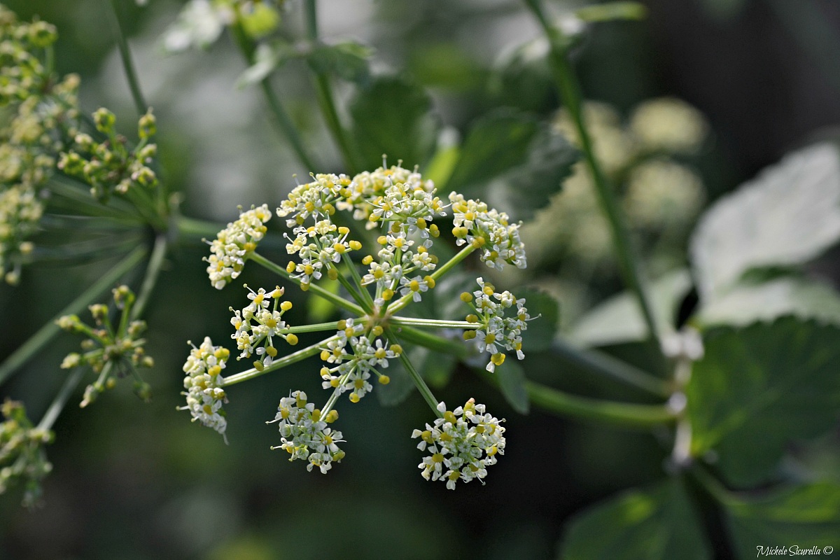 Flowers...