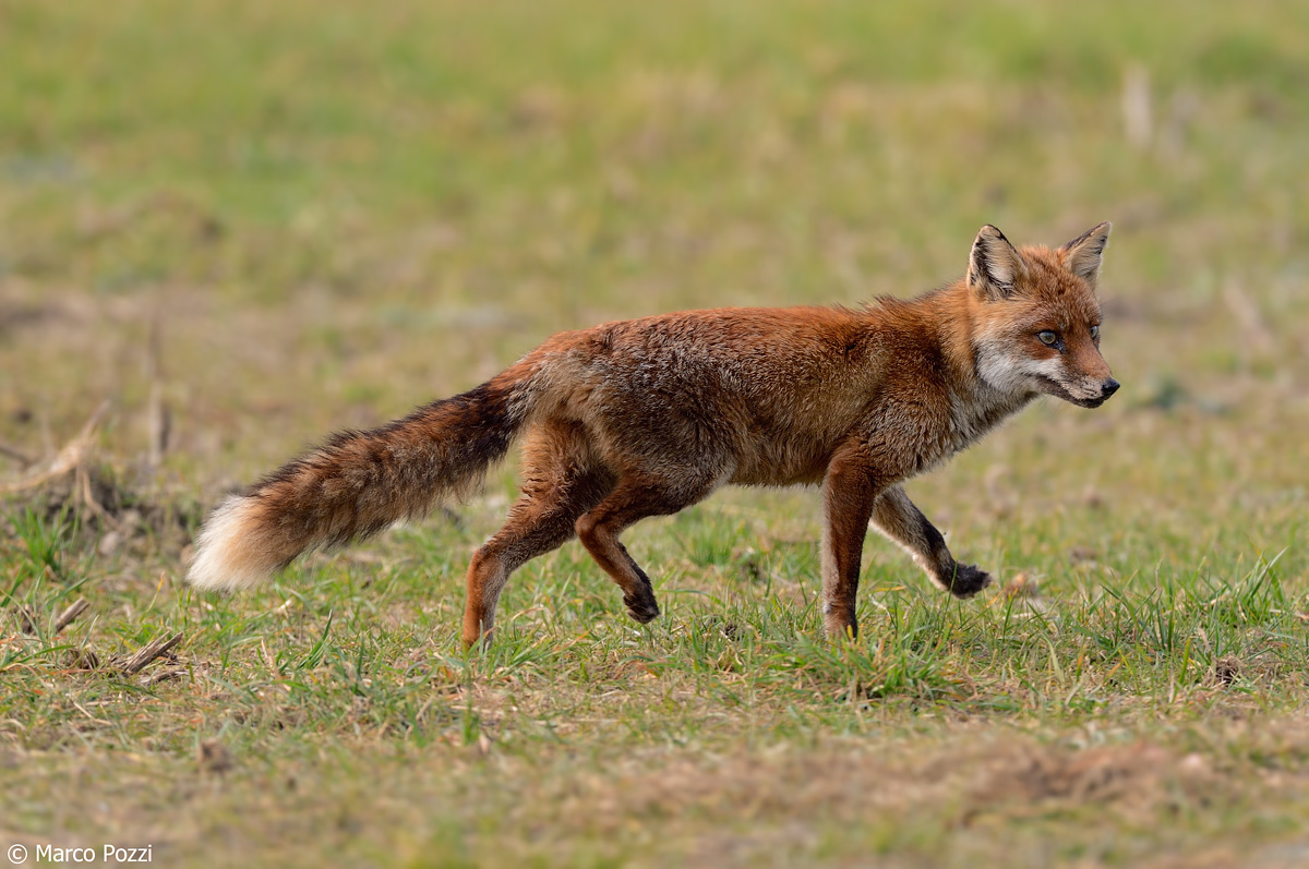 red fox...