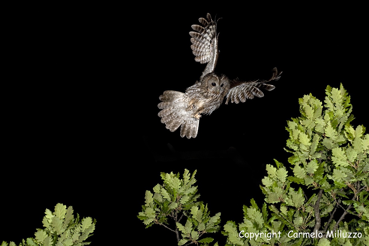 Tawny Owl in flight 2...