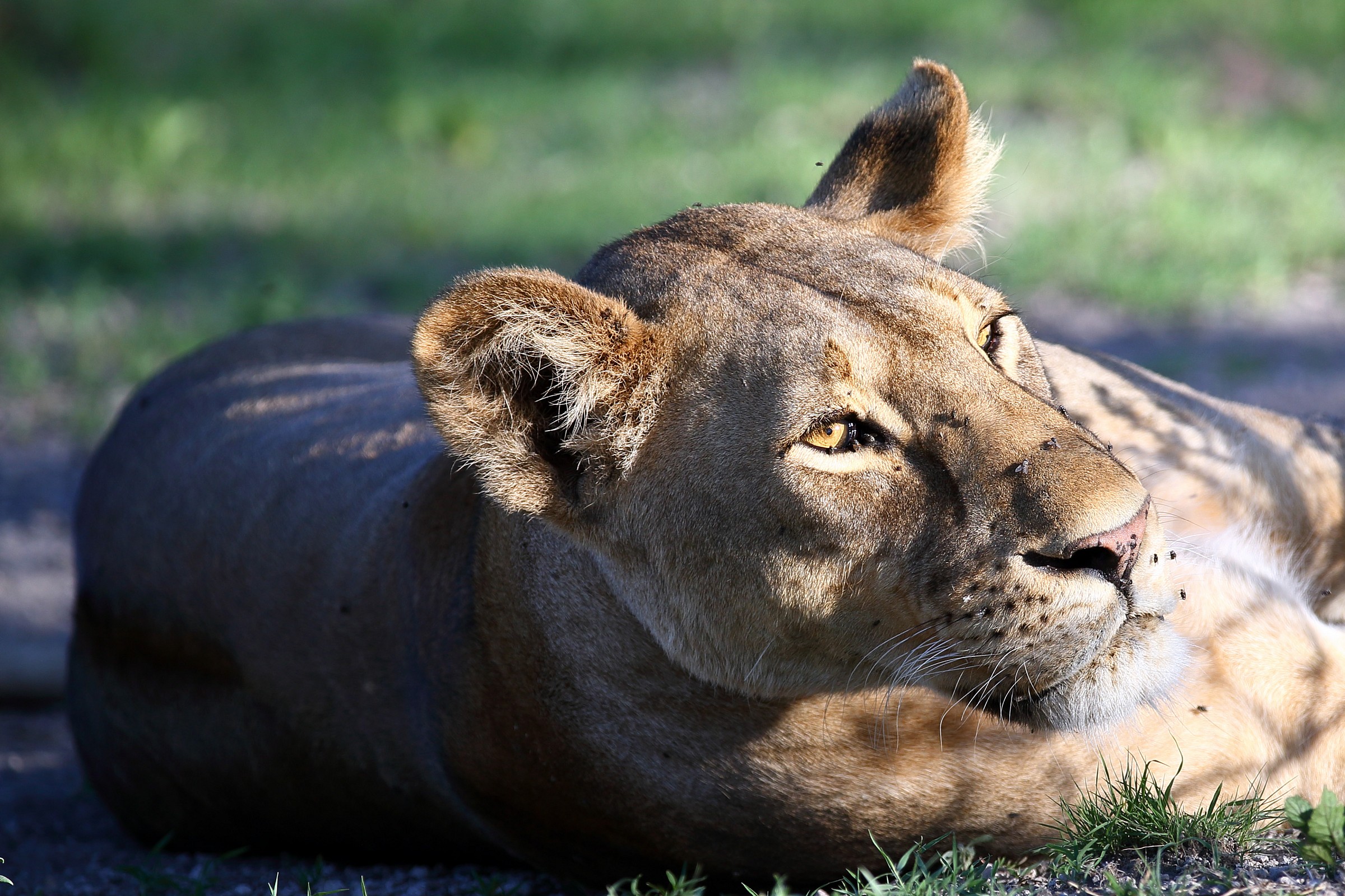 Lioness relaxing...