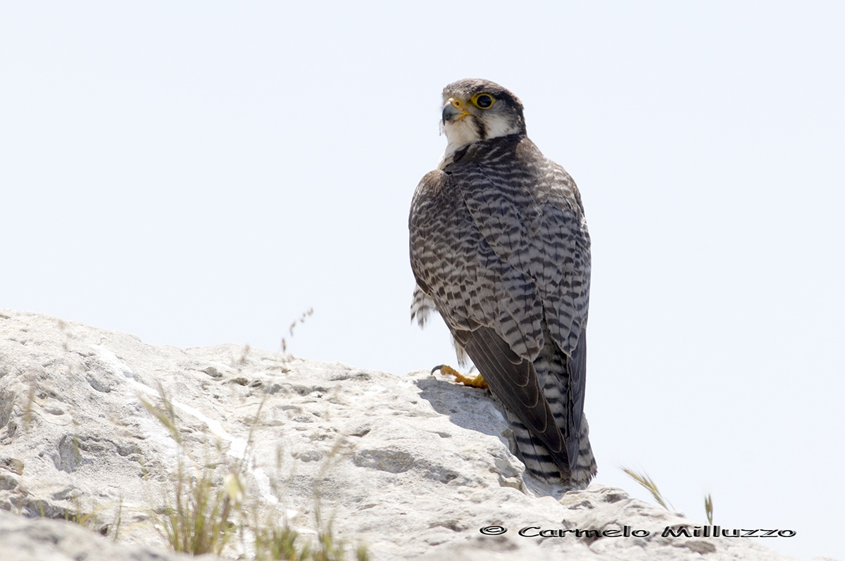 Male Lanner falcon (Falco Lanner feldegii)...