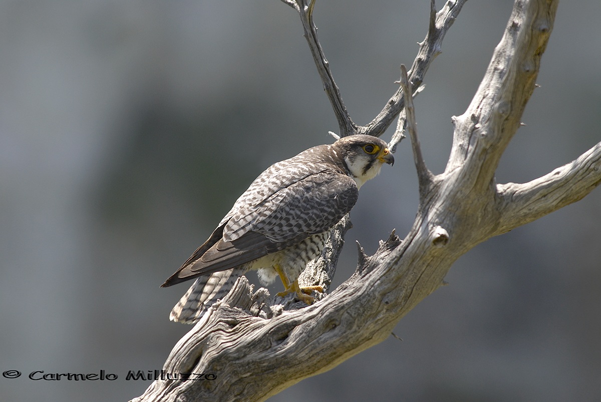 Falco Lanario femmina (Falco biarmicus feldeggii...