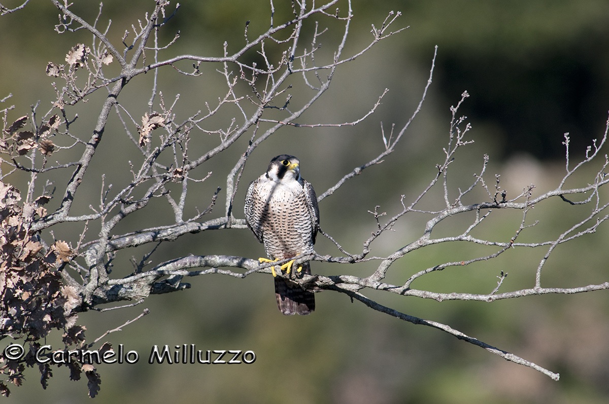 Female peregrine falcon (Falco peregrinus)...