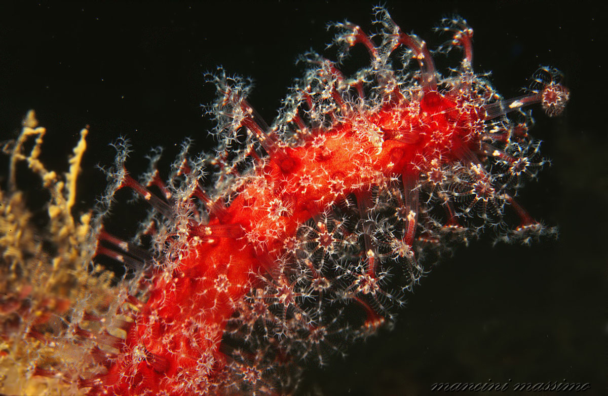 soft coral...