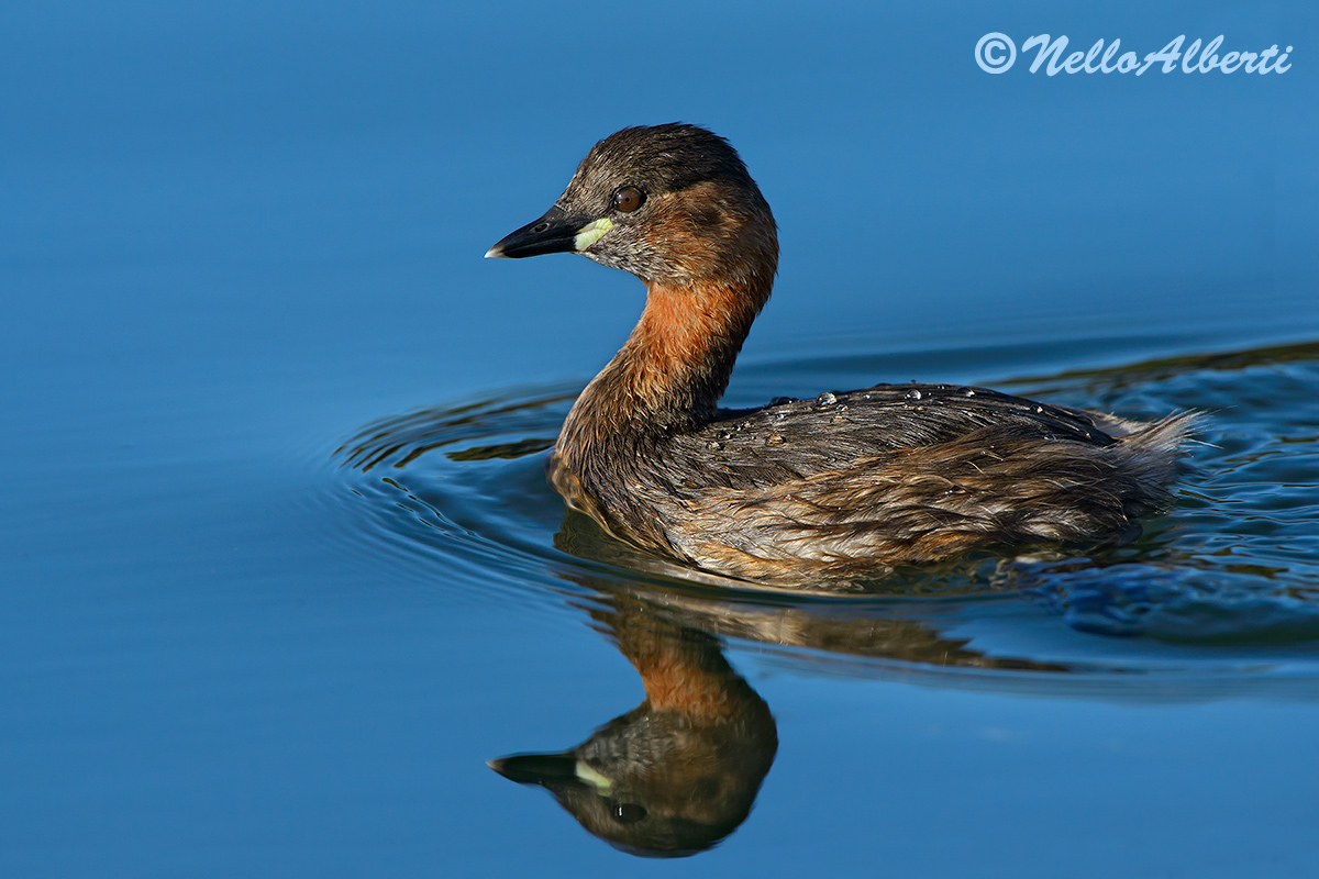 Little Grebe with reflection...