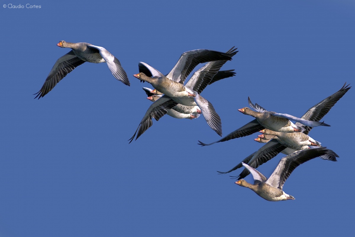 Wild geese in flight...