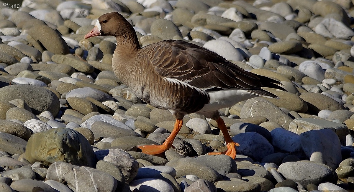 White-fronted Goose...