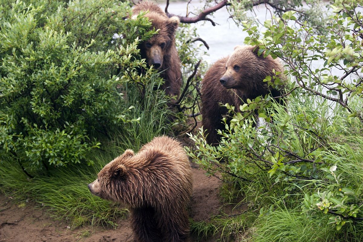 Grizzly Bears (Ursus arctos) - Katmai National Park...