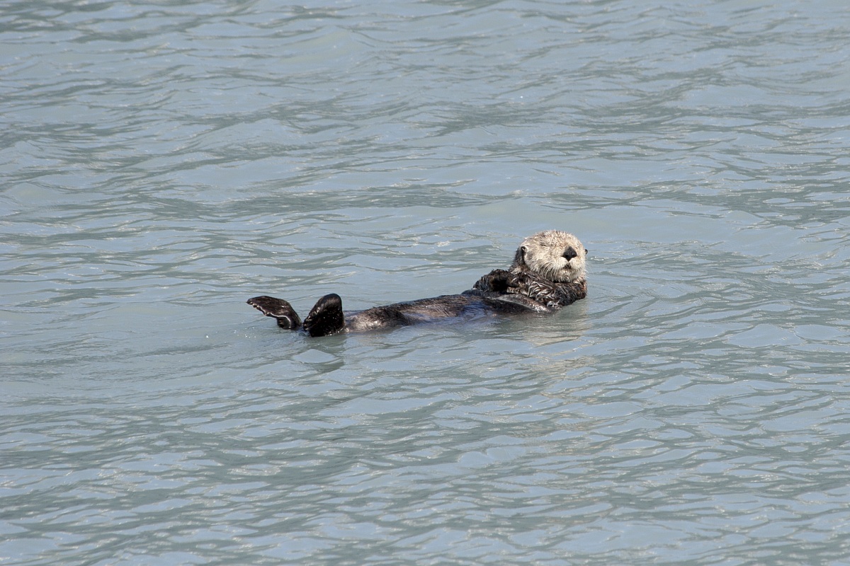 Sea Otter (Enhydra lutris kenyoni) - Valdez...