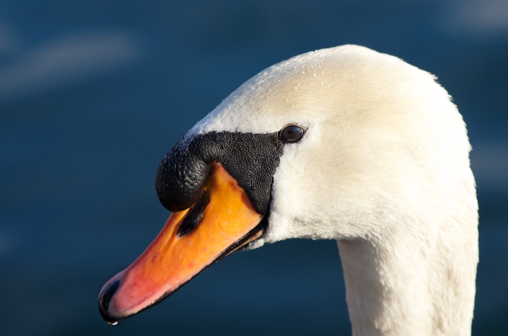 Swan...