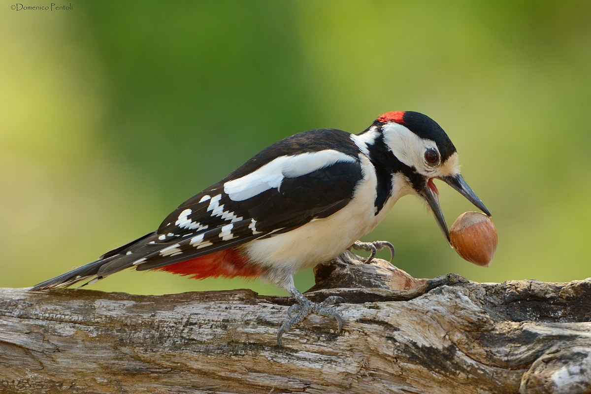 Woodpecker with hazelnut...