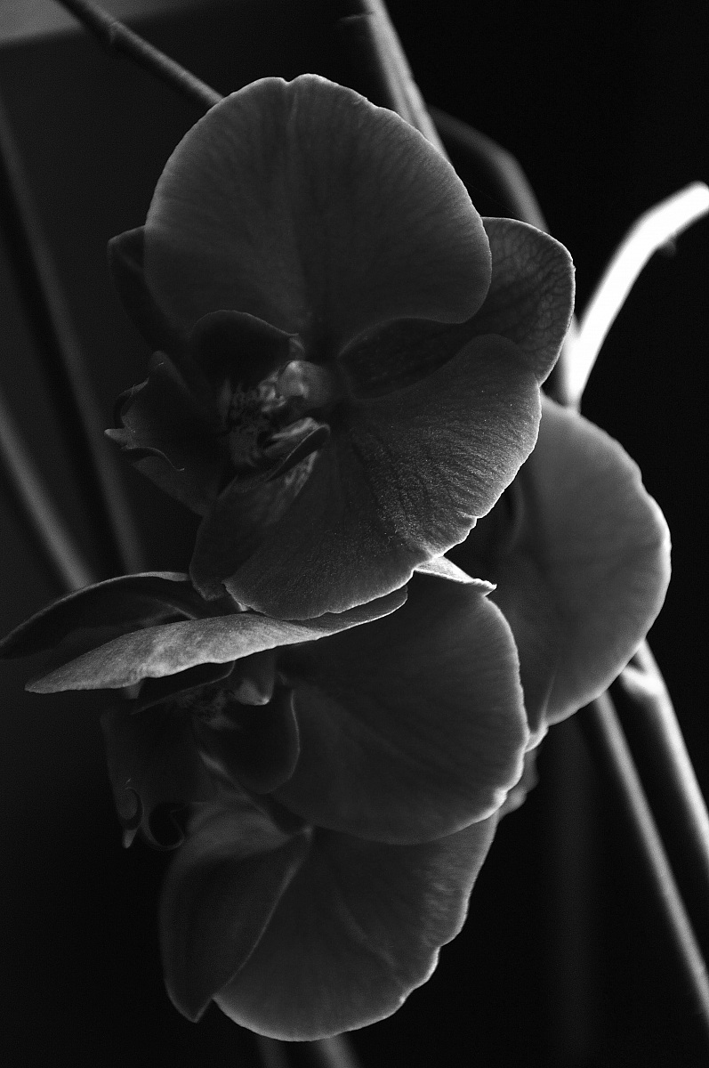 orchidea...