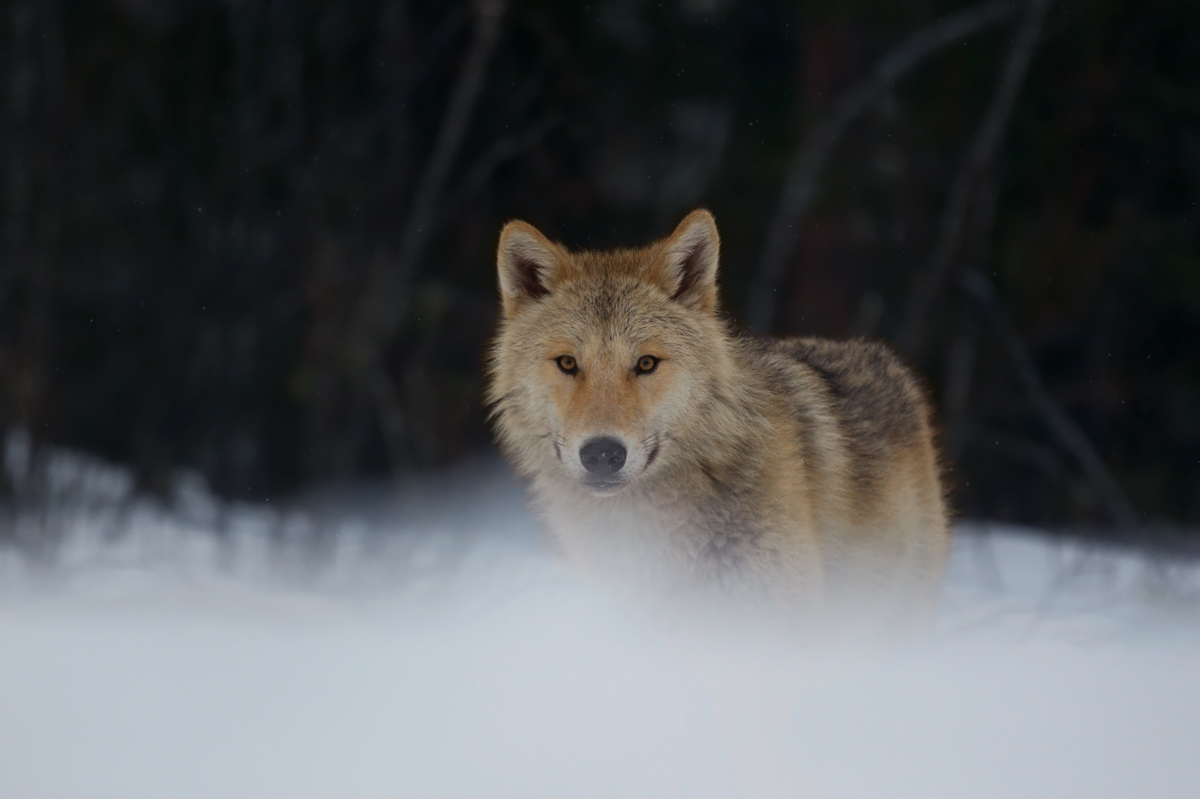 Snowy Wolf - Wildlife!...