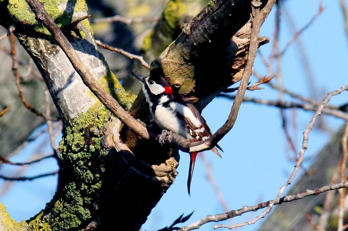 woodpecker thoughtful...