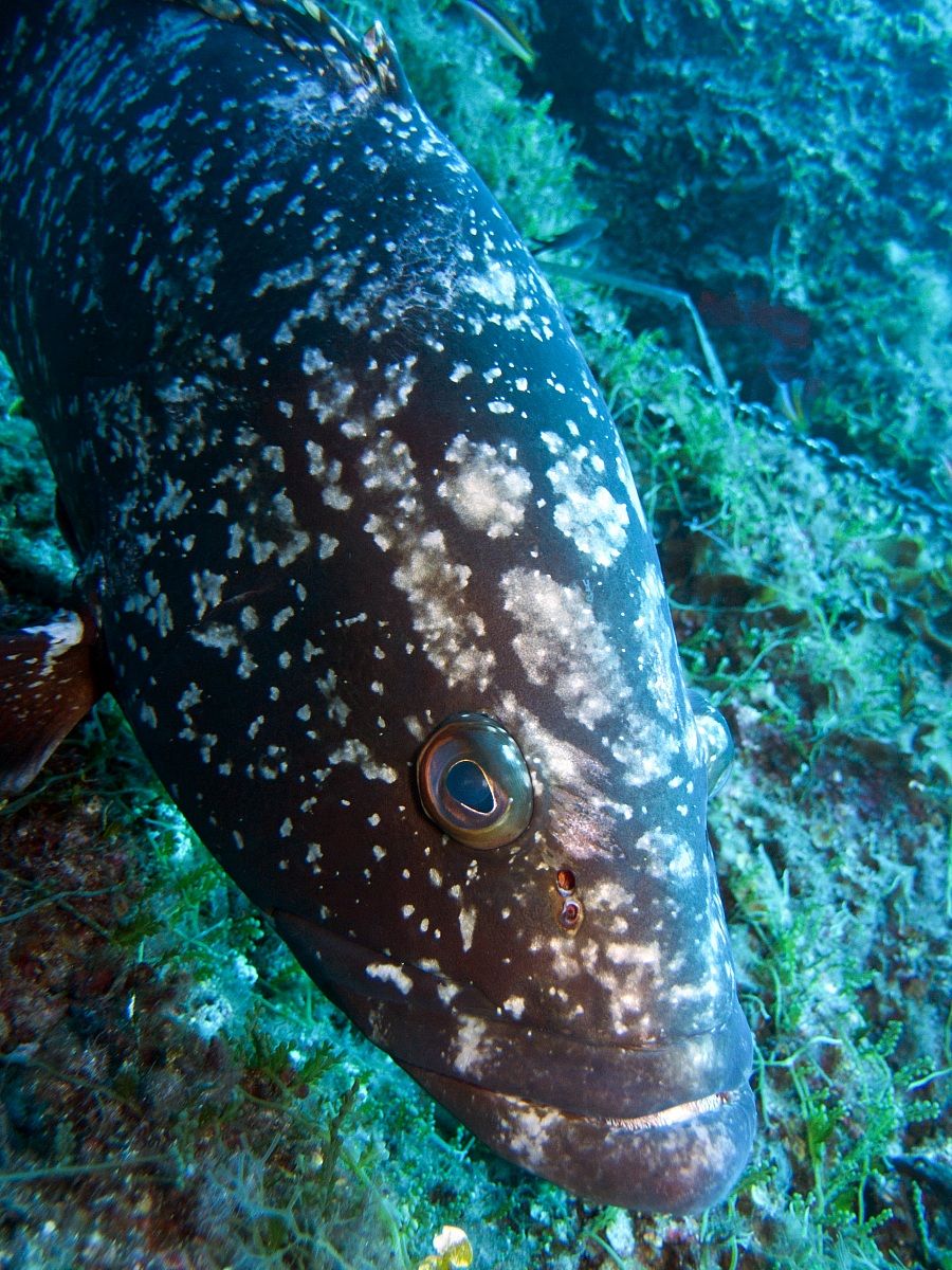 Dusky grouper (Epinephelus marginatus), Capraia Island...