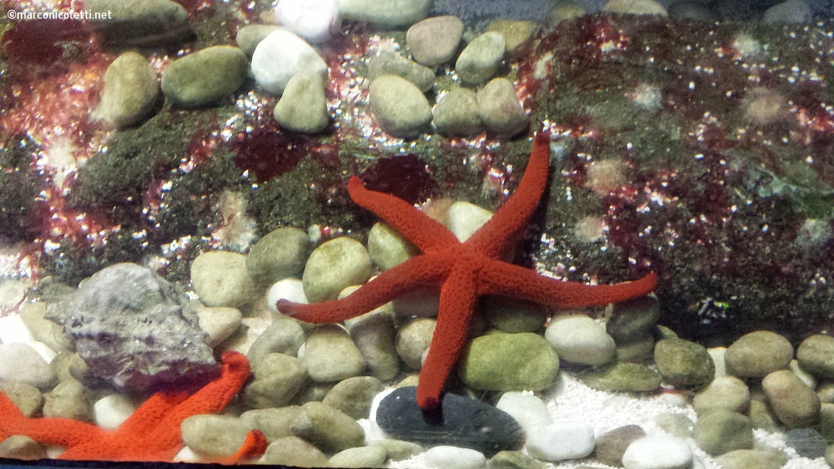 Starfish...