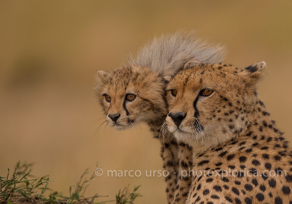 Cheetah mother and cub...
